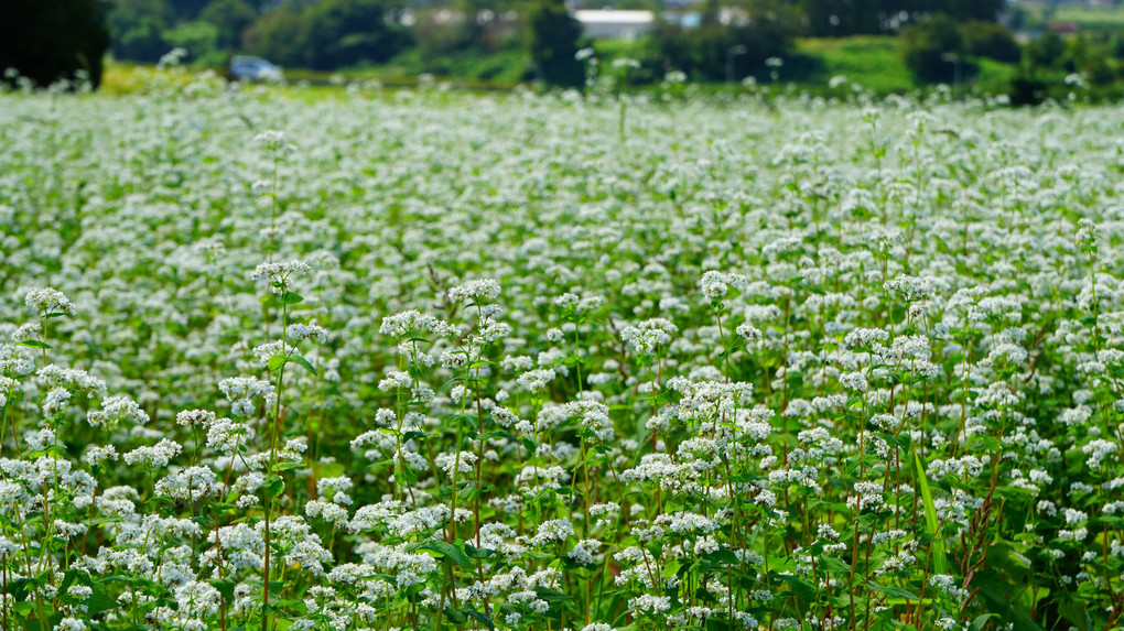 蕎麦の花咲く秋の空