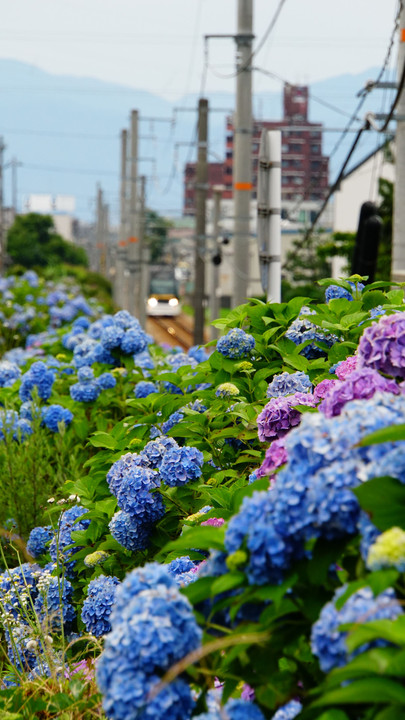 紫陽花沿線2018の二