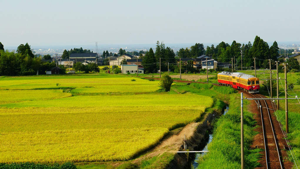 黄金の海原