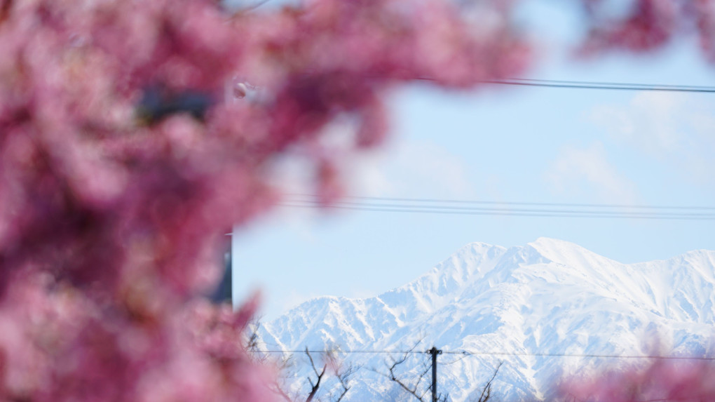 富山の一番桜