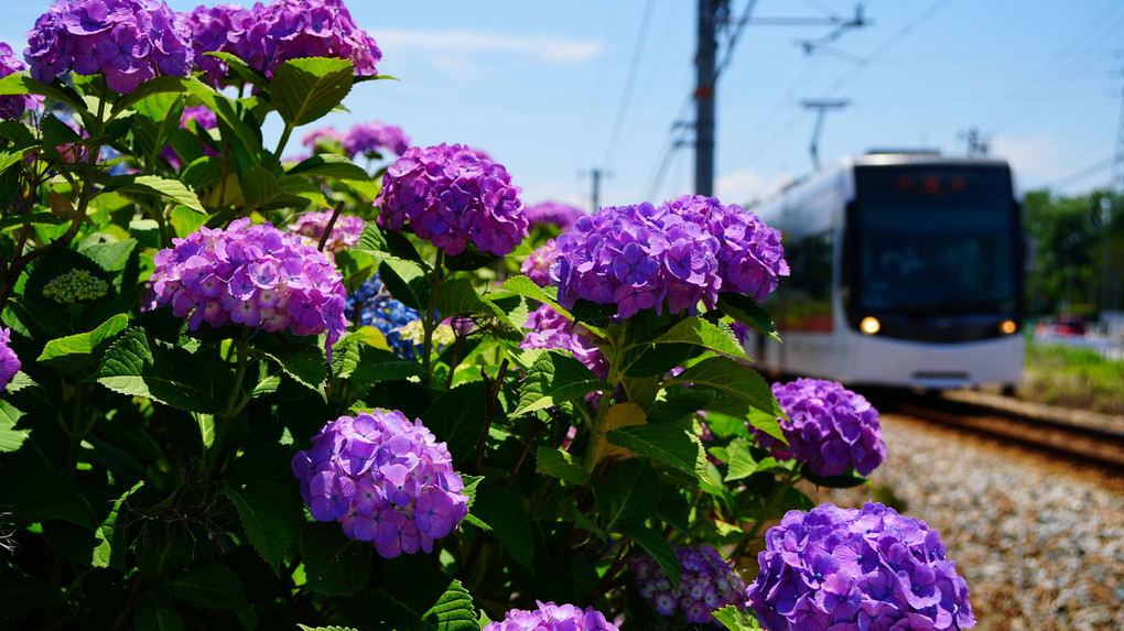 紫陽花の季節