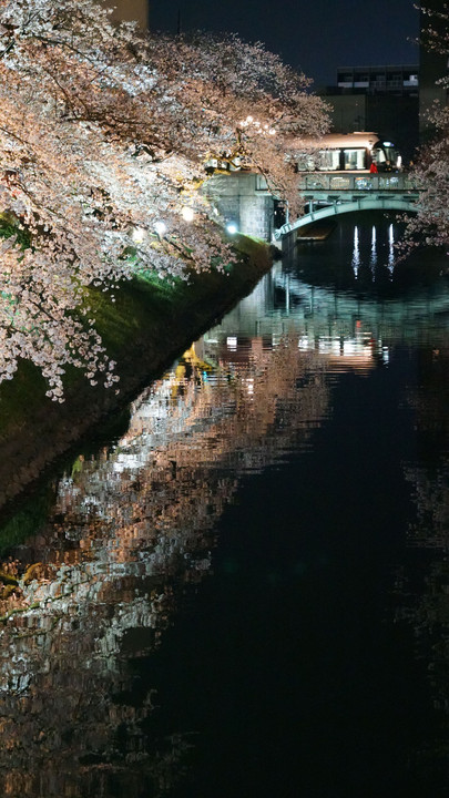 夜桜