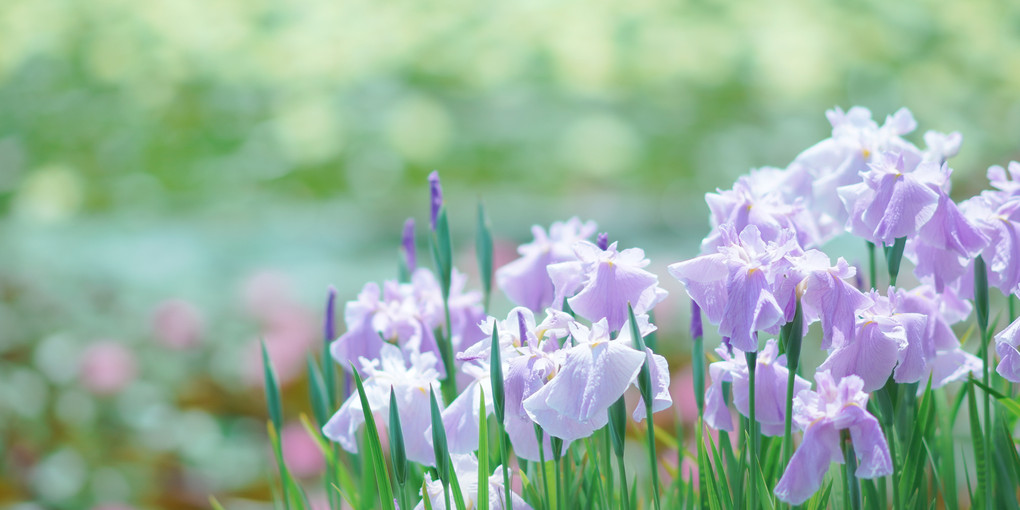 睡蓮を眺める花しょうぶ