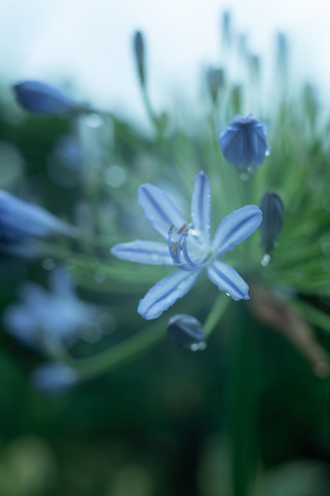 雨粒キラキラ