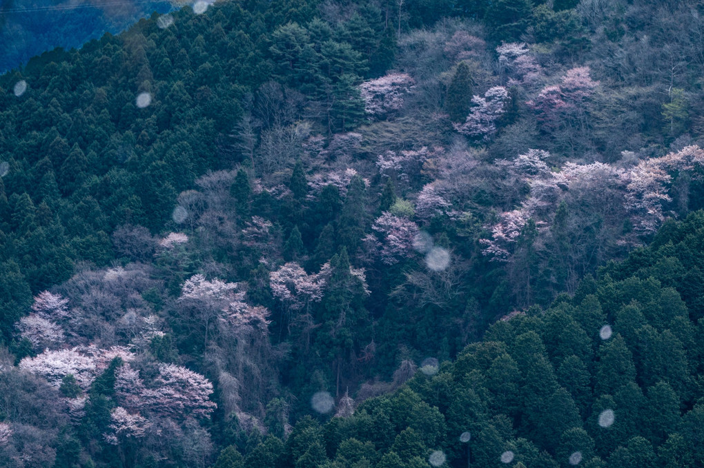 吉野桜を堪能しました