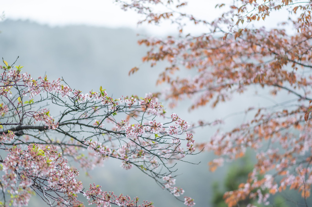 吉野桜を堪能しました