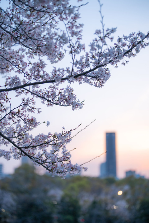 大阪城、夜桜と煌めき