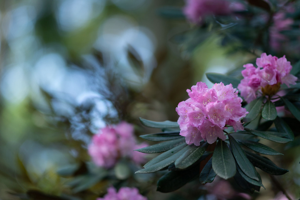 石楠花満開