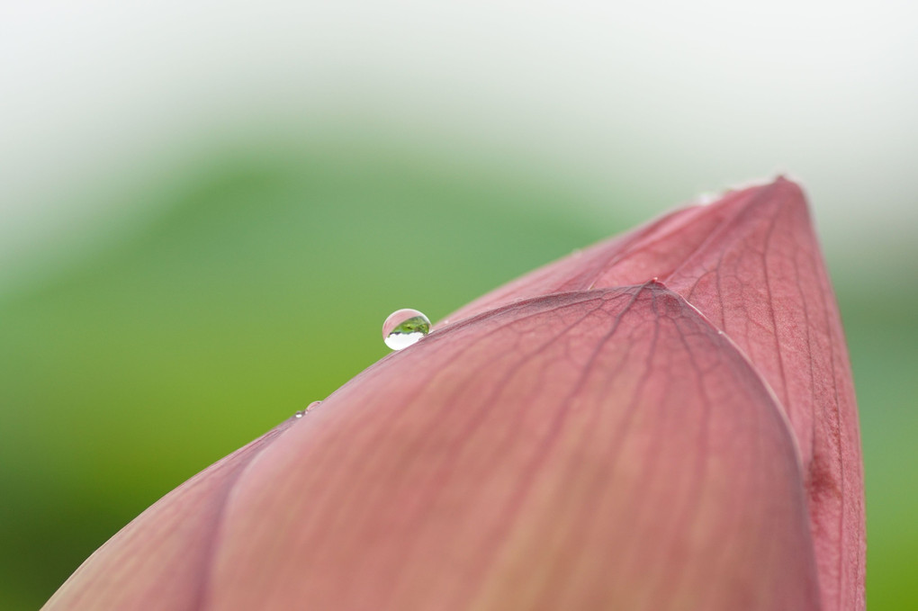 雨に打たれて