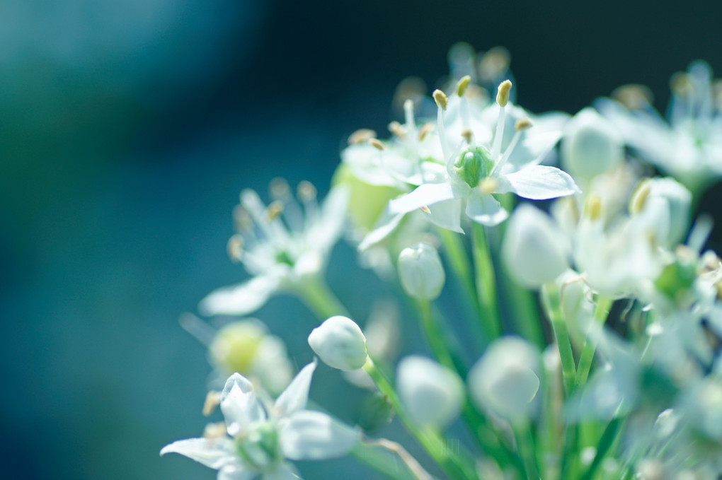 ニラの花