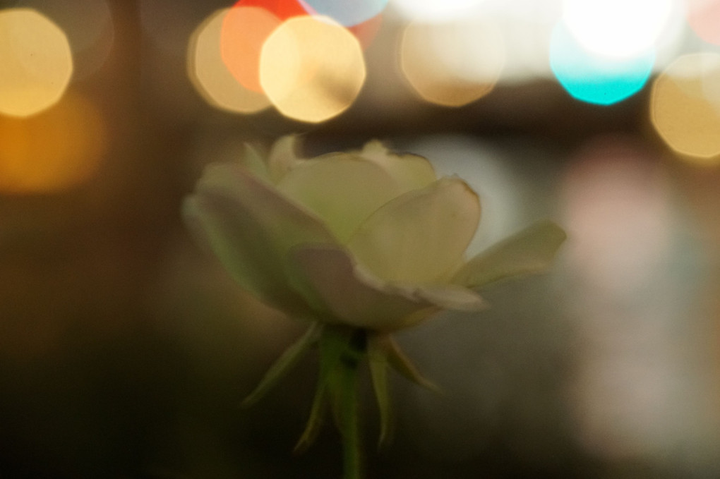 Night Rose