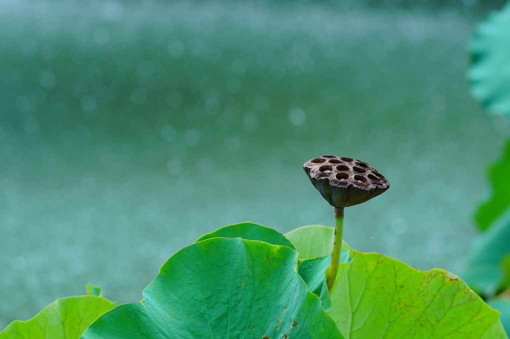 枯れ花も池のにぎわい