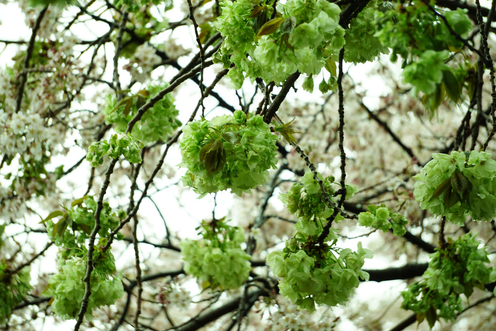 緑の桜（御衣黄：ギョイコウ）