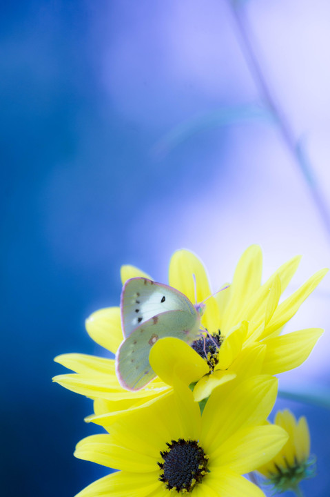 yellow＆butterfly