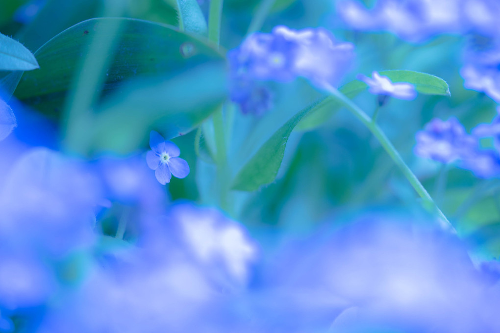 小さな青花の物語