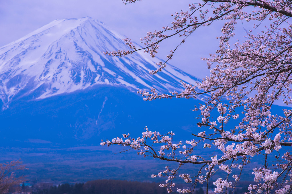 日本人の大好きな物　富士山と桜