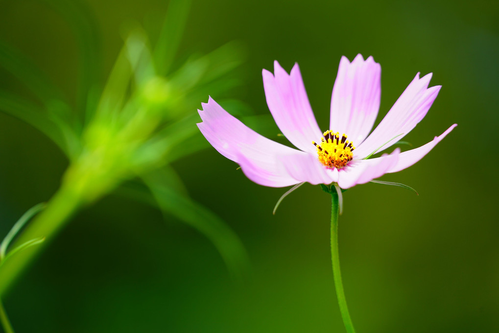 可憐な花