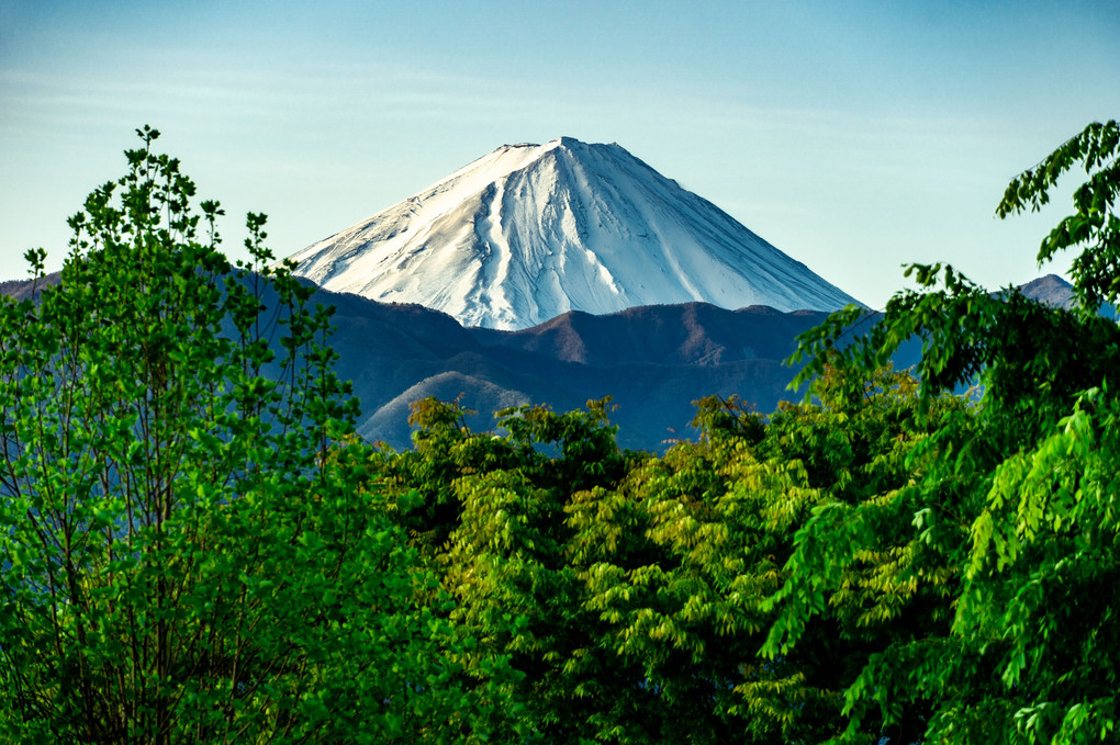 新緑と残雪の富士山