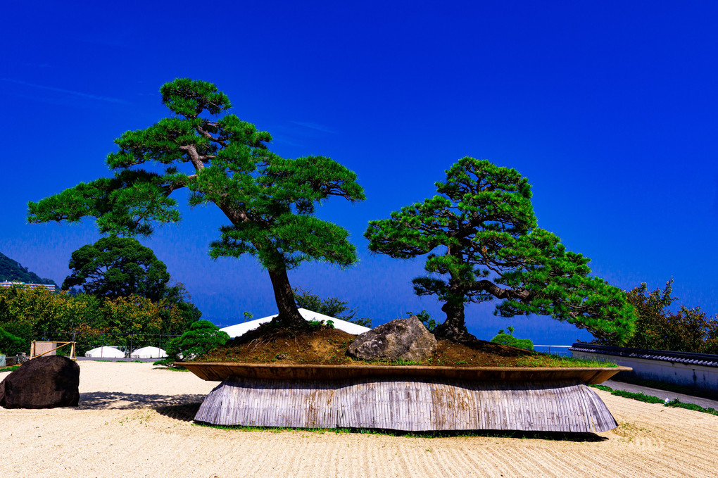 世界一大きな盆栽「鳳凰の松」