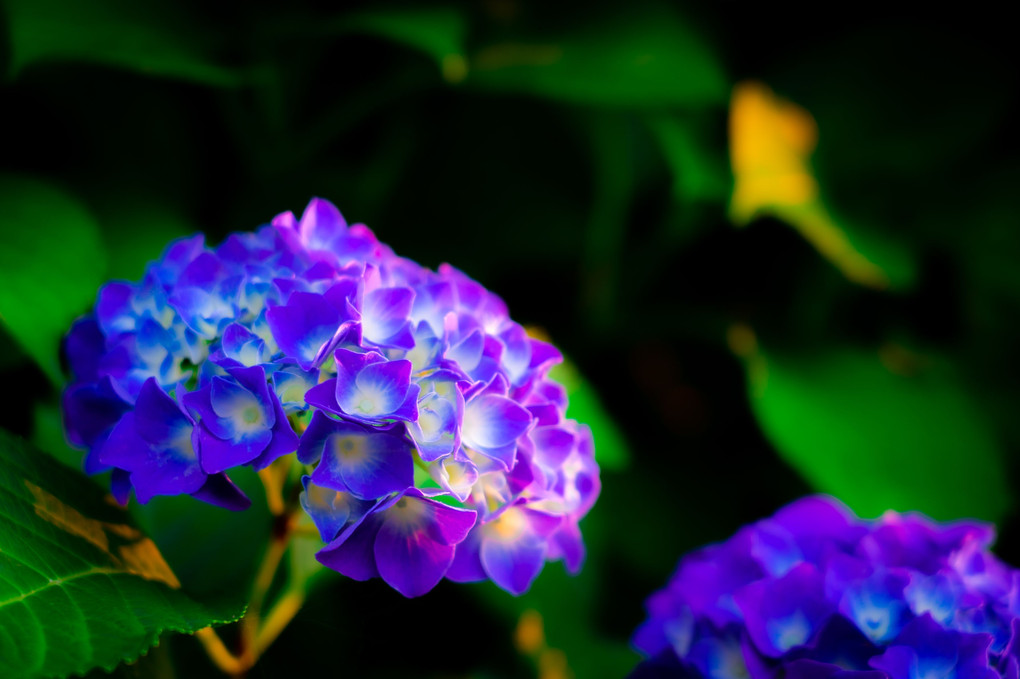 二色の紫陽花