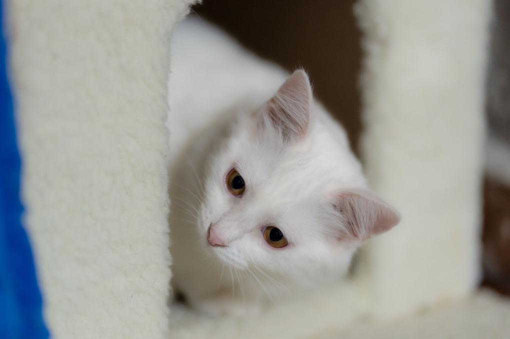 White　Cat