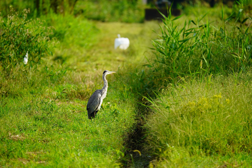 初めての野鳥撮り