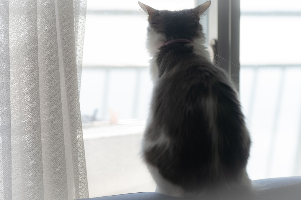 窓辺の猫　小春ちゃん