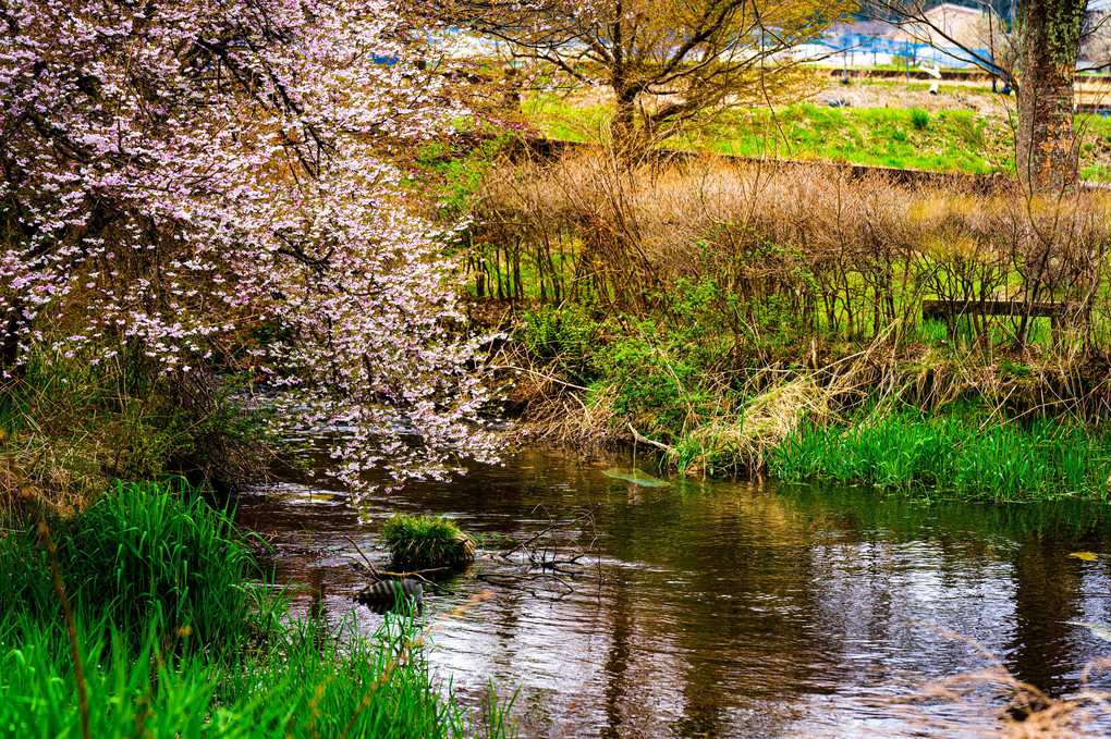 桜と小川の風景