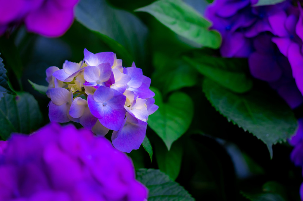 紫陽花の小径