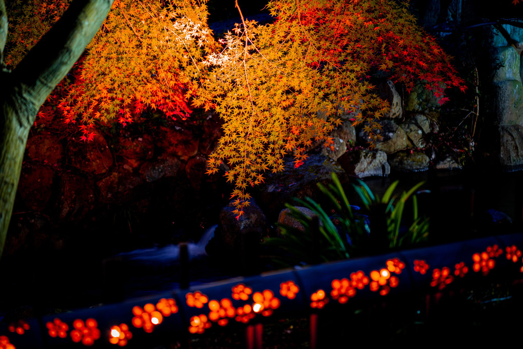 熱海梅園　紅葉祭りライトアップ