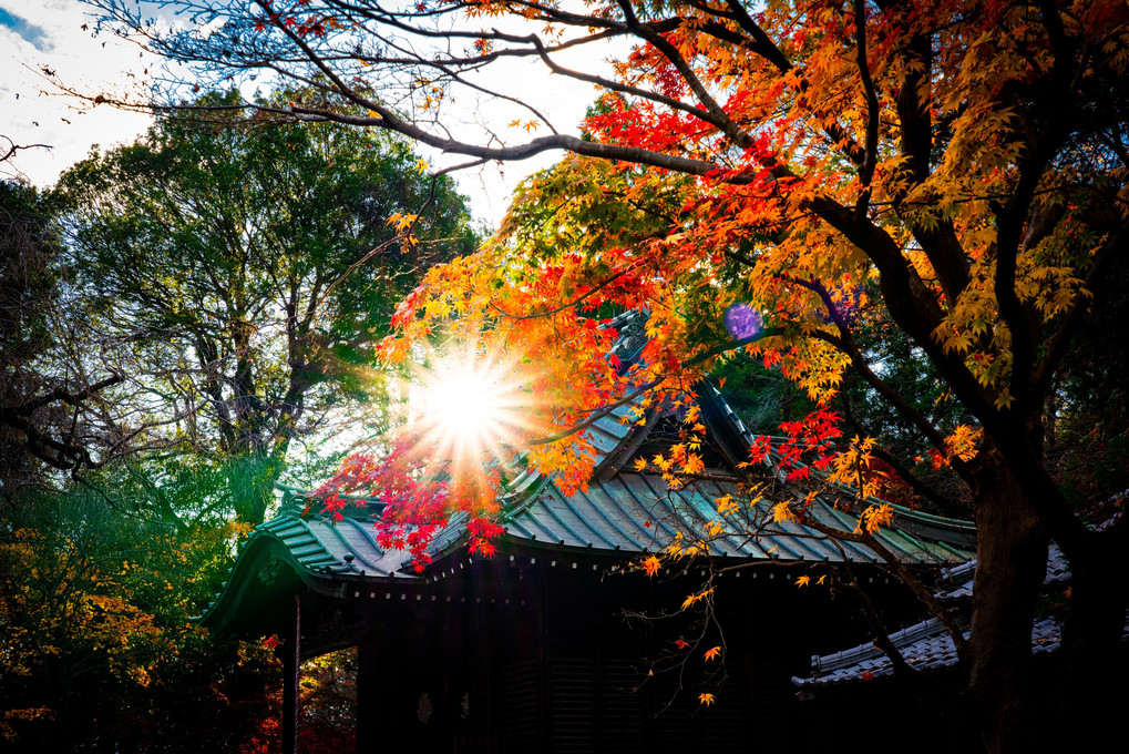 夕日を浴びて　平林寺の紅葉