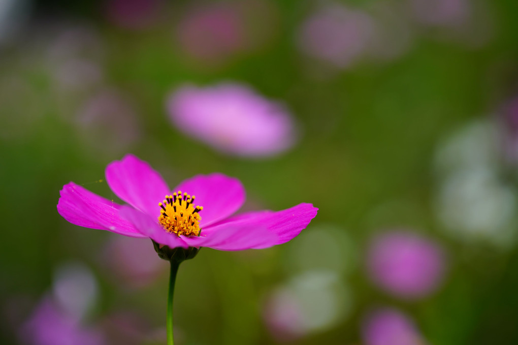 秋桜　バラエティその1