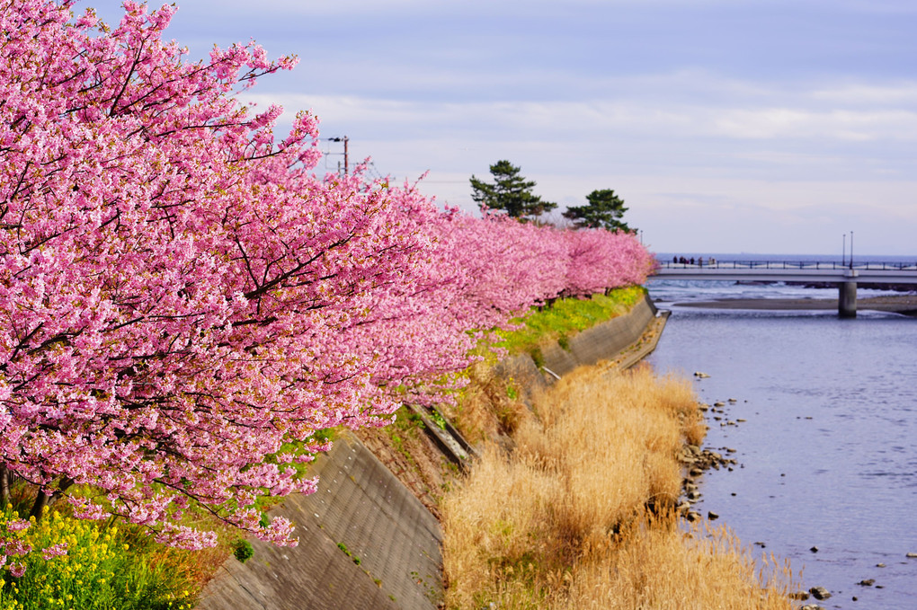 河津桜