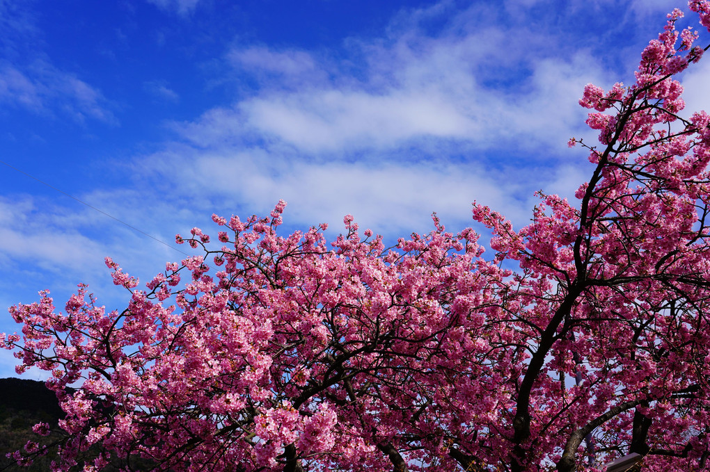 河津桜