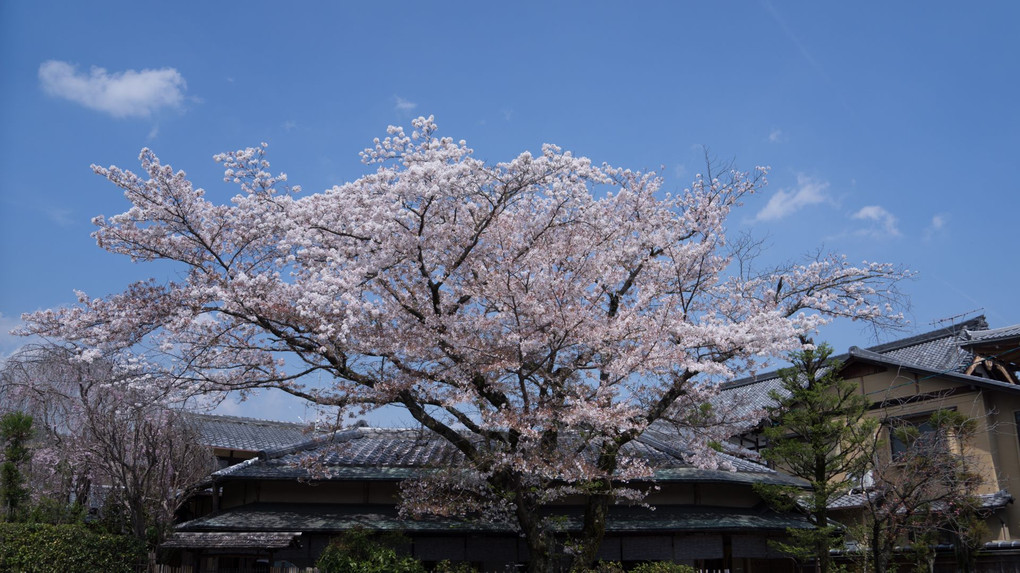 春の御室