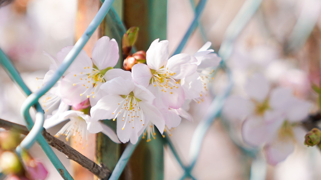 生命力　＝桜＝