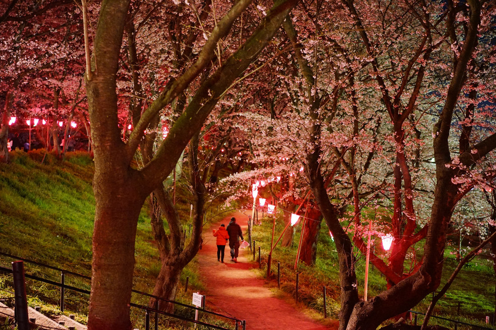 夜桜に魅せられて