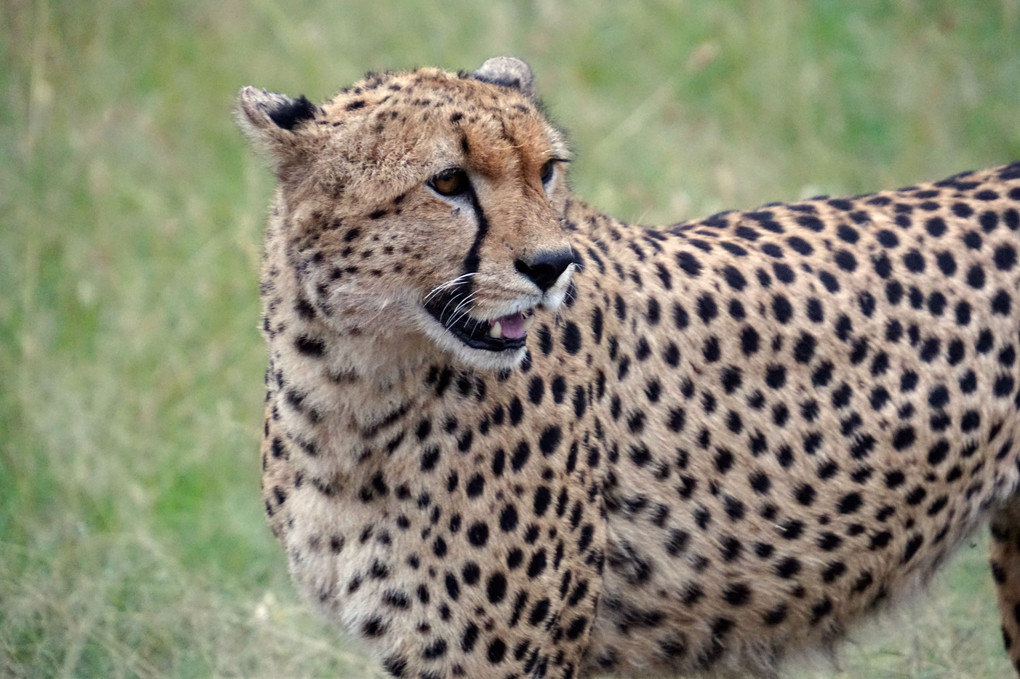 Duma(Cheetah)