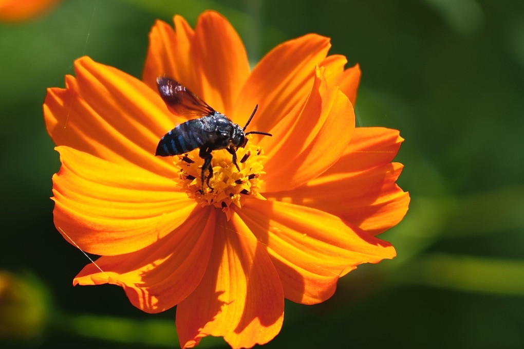 絶滅危惧種の蜂　ルリモンハナバチ