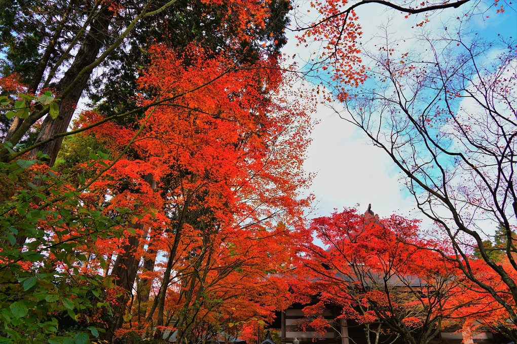 呑山観音寺の紅葉