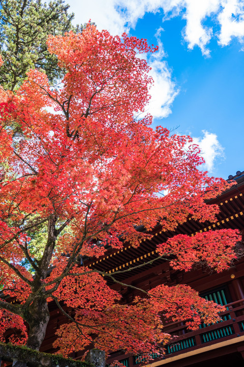 日光東照宮・表参道の紅葉