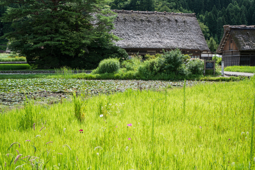 夏の白川郷・散策