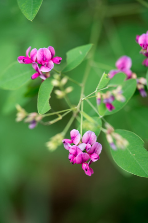 秋を知らせる花