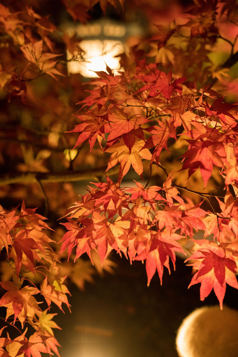 永観堂の紅葉ライトアップ