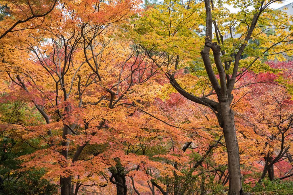 東福寺の紅葉