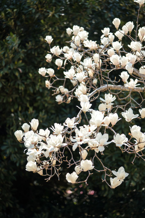 純白の花