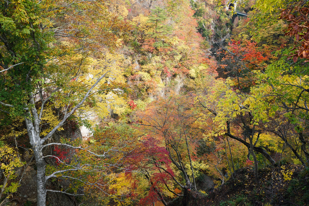 鳴子峡の紅葉