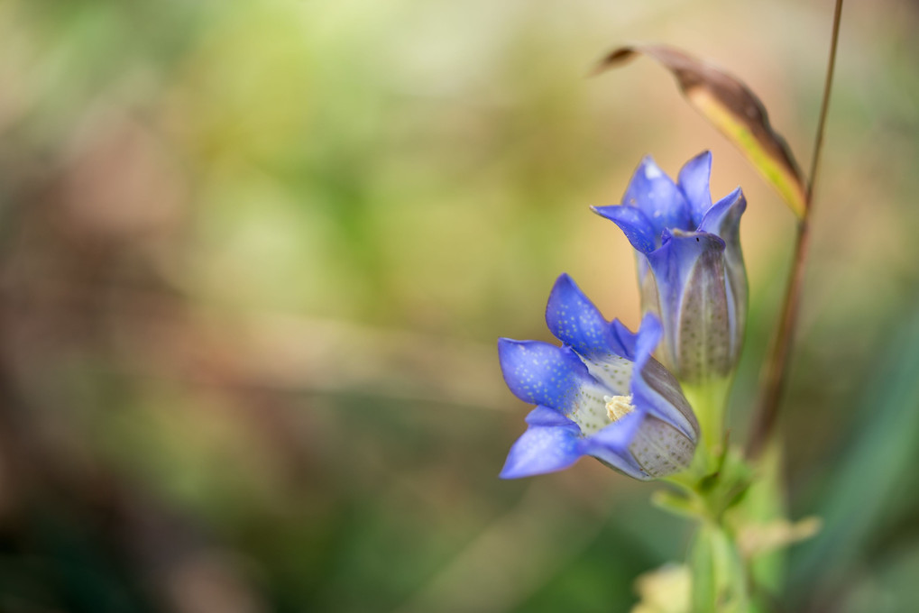 長寿の花