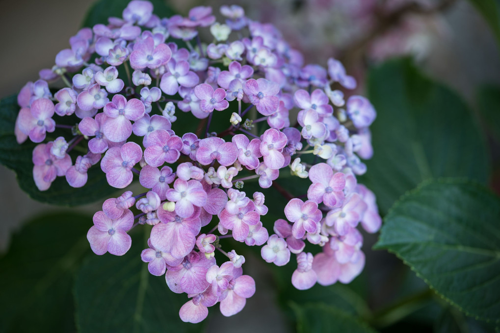 おたふく紫陽花