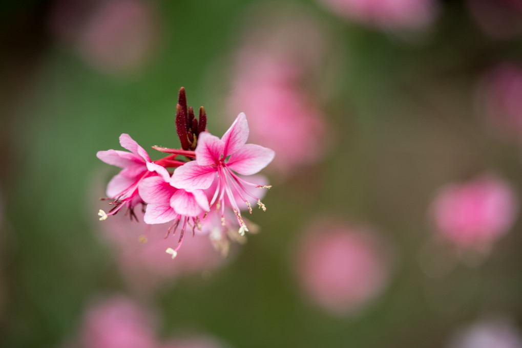 桜の花のように